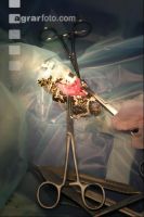 Boa Operation 17