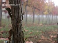 Vineyard foggy 2