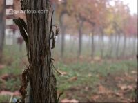 Weingarten im Nebel 2