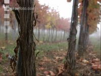 Vineyard foggy 1