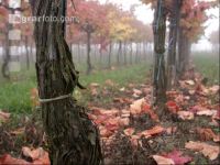 Weingarten im Nebel 3
