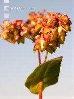 Buchweizen Blüte 2