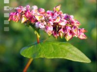 Buchweizen Blüte 3