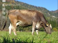 Braunvieh Weide 2