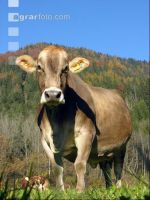 Braunvieh Weide 3