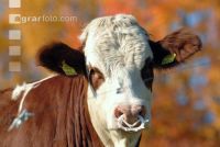 Stierportrait 1