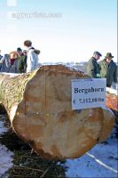 Holz Submission