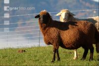 Schafe Nebel 01