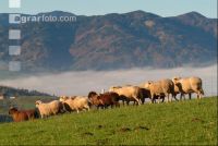 Schafe Nebel 03