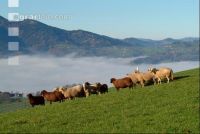 Schafe Nebel 04