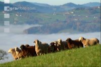 Schafe Nebel 08
