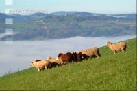 Schafe Nebel 09