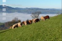 Schafe Nebel 18