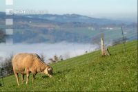 Schafe Nebel 19