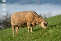 Schafe Nebel 20