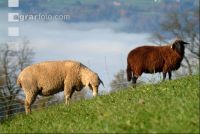 Schafe Nebel 21