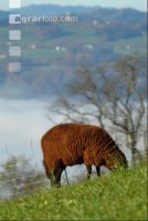 Schafe Nebel 26