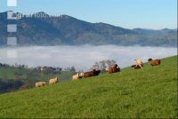 Schafe Nebel 31