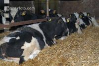 Cow comfort