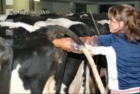 Insaminate cow 1