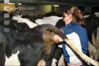 Insaminate cow 2