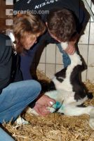Navel of calve