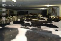 Holstein in stable