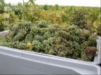 Weinlesen 5