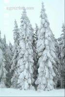 Wald verschneit 4