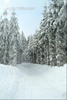 Wald verschneit 5