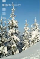 Wald verschneit 9