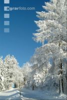 Wald verschneit 1