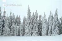 Wald verschneit 3