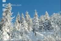 Wald verschneit 2
