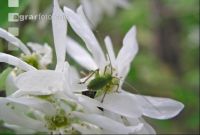 Felsenbirne Blüte 1