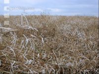 Rape hail 1