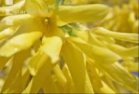 Forsythie 1