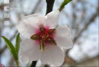 Mandel Blüte 6