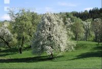 Mostobst Blüte 20