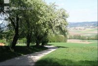 Mostobst Blüte 19