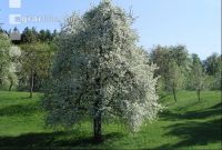 Mostbirne 1