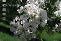 Mostobst Blüte 21