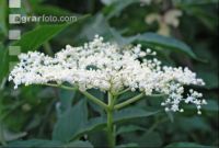 Holunder Blüte 13