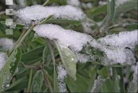 Salbei