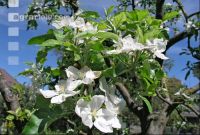 Apfel Blüte 1