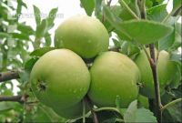 Apfel 6