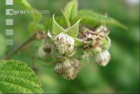 Himbeere Blüte 1