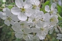 Kirsche Blüte 5