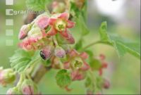 Ribisel Blüte 2