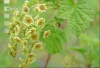 Ribisel Blüte 1